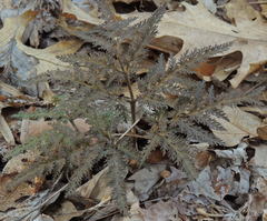 Sceptridium dissectum dissectum