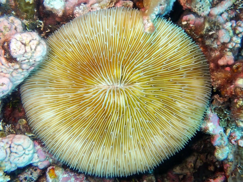 Lithophyllon