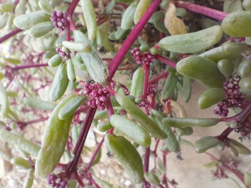 Image of Trianthema parvifolium by no rights reserved
