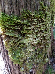 Neckera pennata image