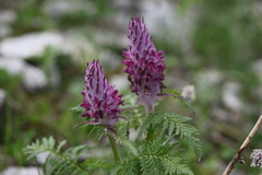 Pedicularis panjutinii