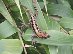 Anolis dollfusianus