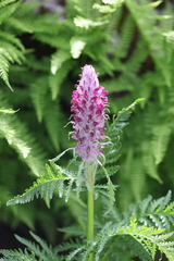 Pedicularis panjutinii