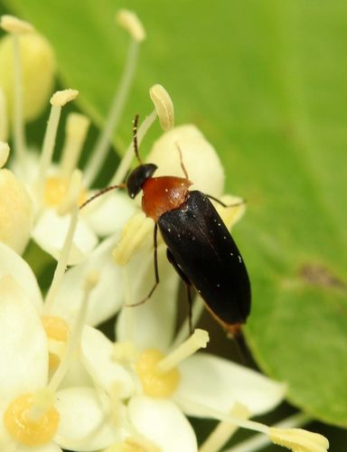Gelsvapilvis Dygliavabalis nuotrauka