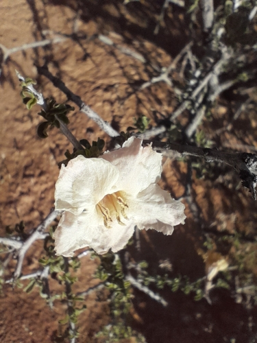 Image of Rhigozum trichotomum by no rights reserved