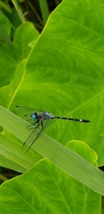Micrathyria hypodidyma
