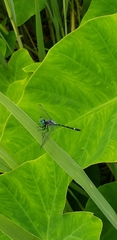 Micrathyria hypodidyma
