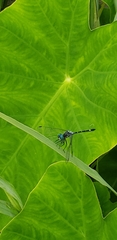 Micrathyria hypodidyma