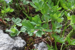 Corydalis conorhiza
