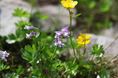 Corydalis conorhiza