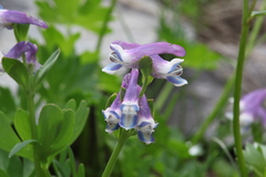 Corydalis conorhiza