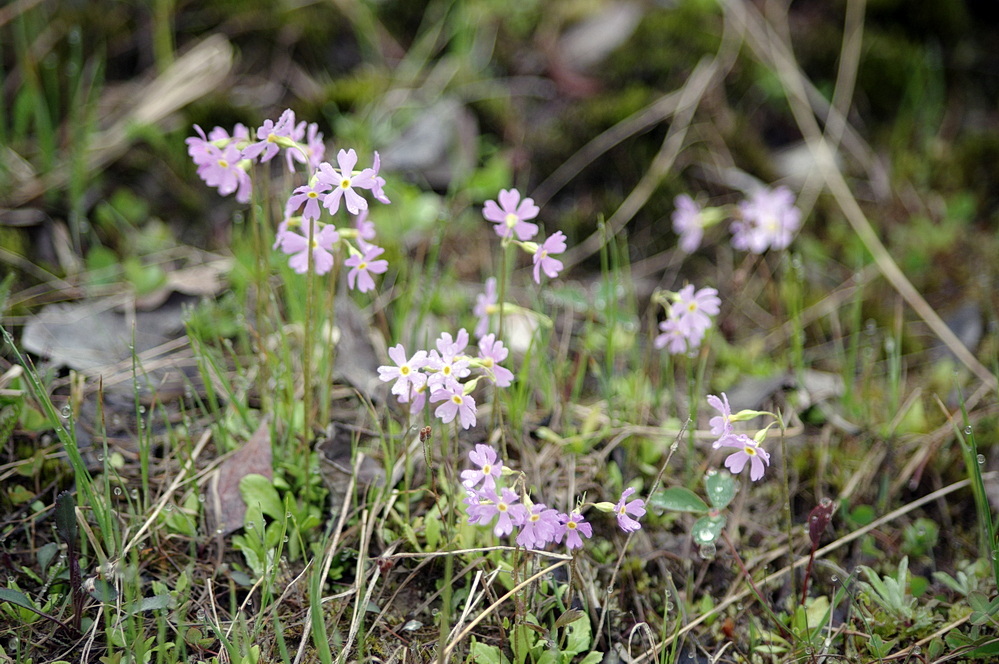 Primula egaliksensis