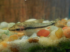 Otocinclus