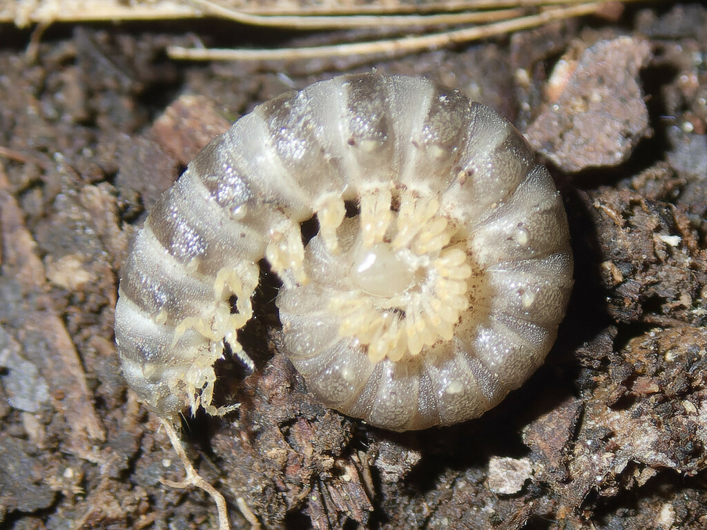 Hypodesmus