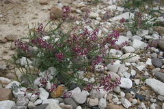 Matthiola daghestanica