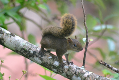 Sciurus ignitus