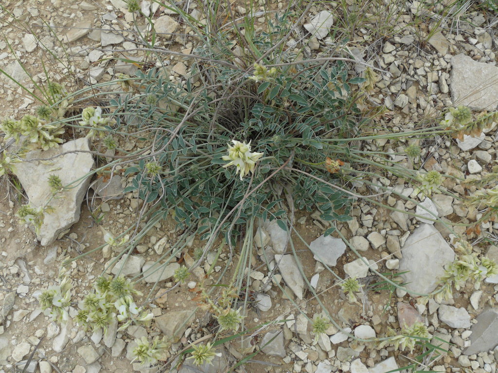 Hedysarum daghestanicum