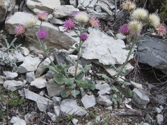 Jurinea ruprechtii