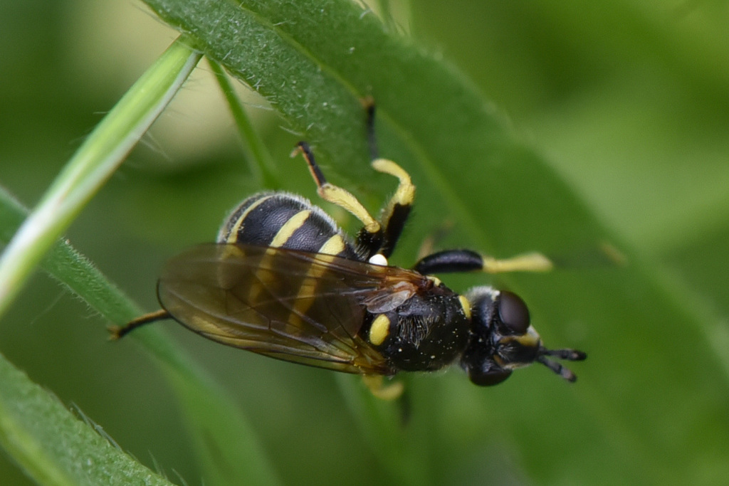 Dalmannia blaisdelli