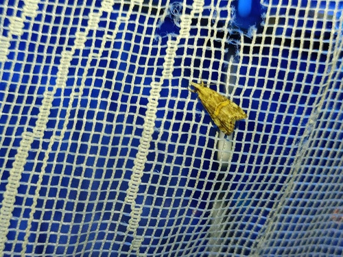 Crambus de Rambur