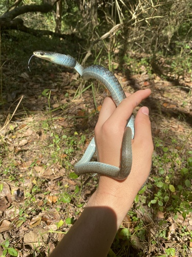 Common Tree Snake sighting
