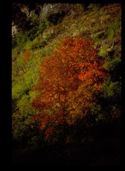 Acer opalus opulifolium