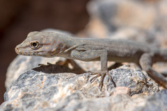Pristurus celerrimus