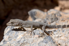 Pristurus celerrimus