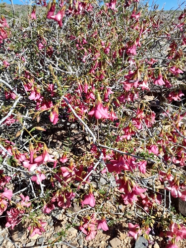 Image of Hermannia stricta by no rights reserved