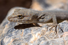 Pristurus celerrimus