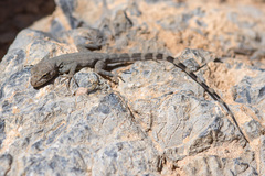 Pristurus celerrimus