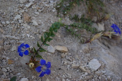 Gentiana septemfida grossheimii