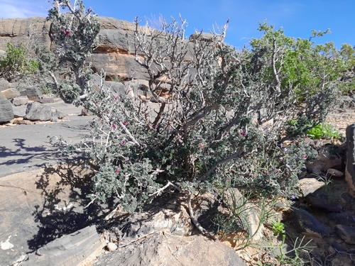 Witputz Indigo (Indigofera merxmuelleri)