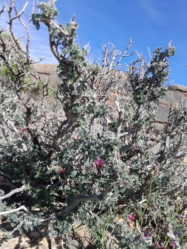 Image of Indigofera merxmuelleri by no rights reserved