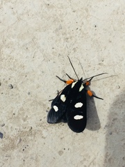 Androloma disparata