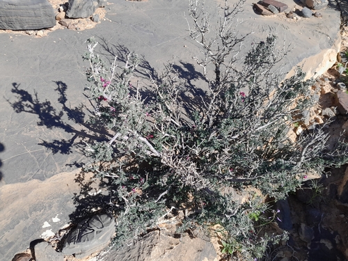 Image of Indigofera merxmuelleri by no rights reserved