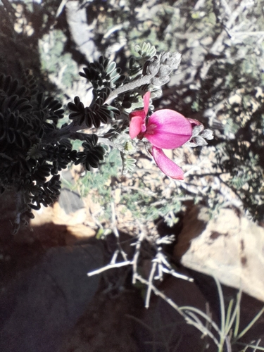 Image of Indigofera merxmuelleri by no rights reserved