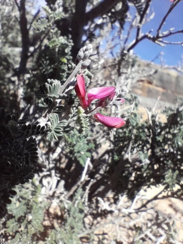 Image of Indigofera merxmuelleri by no rights reserved