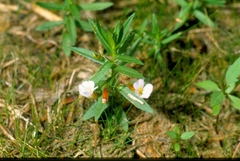 Gratiola officinalis