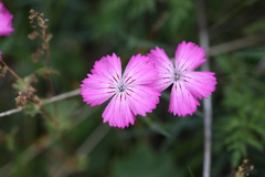 Dianthus kusnezowii