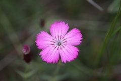 Dianthus kusnezowii