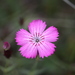 Dianthus kusnezowii - Photo (c) ed_shaw, some rights reserved (CC BY-NC)