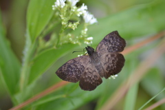 Camptopleura