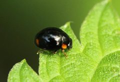 Hyperaspis reppensis