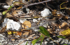 Pholidoscelis auberi