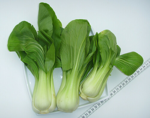 Chinese Cabbage (Brassica rapa)