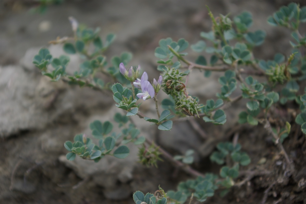 Medicago daghestanica