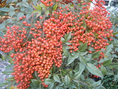 Nandina domestica