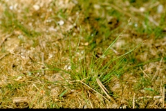 Eleocharis carniolica