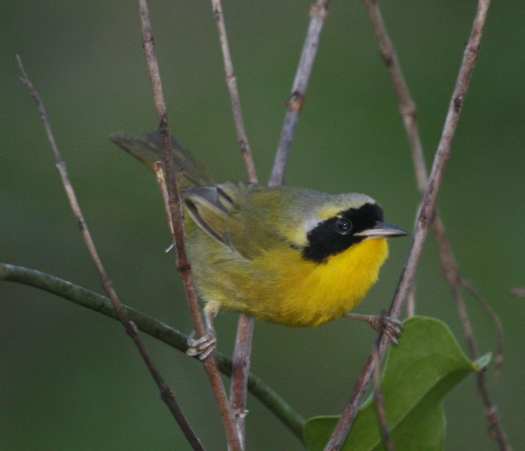Bahama Yellowthroat photo
